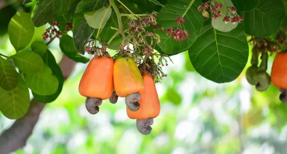 Repositioning Vietnam’s Cashew Industry in the Context of New U.S. Tariffs