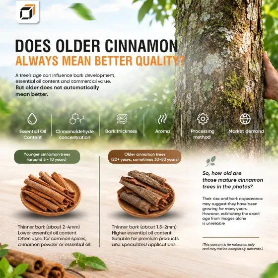 Saigon Cinnamon: Is Older Cinnamon Always Better?